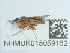  ( - NHMUK015059162)  @11 [ ] Unspecified (default): All Rights Reserved  Unspecified Unspecified
