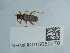  ( - NHMUK015059270)  @11 [ ] Unspecified (default): All Rights Reserved  Unspecified Unspecified
