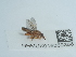  ( - NHMUK015059366)  @11 [ ] Unspecified (default): All Rights Reserved  Unspecified Unspecified