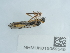  ( - NHMUK015059549)  @11 [ ] Unspecified (default): All Rights Reserved  Unspecified Unspecified