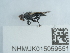  ( - NHMUK015059551)  @11 [ ] Unspecified (default): All Rights Reserved  Unspecified Unspecified