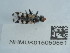  ( - NHMUK015059551)  @11 [ ] Unspecified (default): All Rights Reserved  Unspecified Unspecified