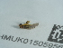  ( - NHMUK015059569)  @11 [ ] Unspecified (default): All Rights Reserved  Unspecified Unspecified