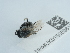  ( - NHMUK015059610)  @11 [ ] Unspecified (default): All Rights Reserved  Unspecified Unspecified