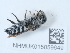  ( - NHMUK015059649)  @11 [ ] Unspecified (default): All Rights Reserved  Unspecified Unspecified