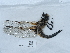  ( - NHMUK015059689)  @11 [ ] Unspecified (default): All Rights Reserved  Unspecified Unspecified