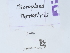  (Kontikia atrata - NHMUK015059725)  @11 [ ] Unspecified (default): All Rights Reserved  Unspecified Unspecified