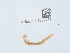  (Eurygeophilus - NHMUK015059733)  @11 [ ] Unspecified (default): All Rights Reserved  Unspecified Unspecified