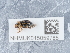  ( - NHMUK015059785)  @11 [ ] Unspecified (default): All Rights Reserved  Unspecified Unspecified