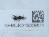  ( - NHMUK015059811)  @11 [ ] Unspecified (default): All Rights Reserved  Unspecified Unspecified
