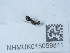  ( - NHMUK015059811)  @11 [ ] Unspecified (default): All Rights Reserved  Unspecified Unspecified