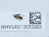  ( - NHMUK015060300)  @11 [ ] Unspecified (default): All Rights Reserved  Unspecified Unspecified