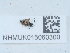  ( - NHMUK015060300)  @11 [ ] Unspecified (default): All Rights Reserved  Unspecified Unspecified