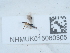  ( - NHMUK015060305)  @11 [ ] Unspecified (default): All Rights Reserved  Unspecified Unspecified