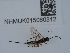  (Lissonota accusator - NHMUK015060312)  @11 [ ] Unspecified (default): All Rights Reserved  Unspecified Unspecified
