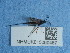  (Bassus clausthalianus - NHMUK015060467)  @11 [ ] Unspecified (default): All Rights Reserved  Unspecified Unspecified