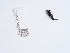  ( - NHMUK015073191)  @11 [ ] Unspecified (default): All Rights Reserved  Unspecified Unspecified