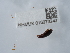  ( - NHMUK015073242)  @11 [ ] Unspecified (default): All Rights Reserved  Unspecified Unspecified