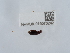  ( - NHMUK015073242)  @11 [ ] Unspecified (default): All Rights Reserved  Unspecified Unspecified