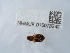  ( - NHMUK015073242)  @11 [ ] Unspecified (default): All Rights Reserved  Unspecified Unspecified