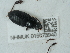  ( - NHMUK015073940)  @11 [ ] Unspecified (default): All Rights Reserved  Unspecified Unspecified