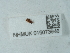  (Micrambe ulicis - NHMUK015073946)  @11 [ ] Unspecified (default): All Rights Reserved  Unspecified Unspecified