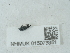  ( - NHMUK015073951)  @11 [ ] Unspecified (default): All Rights Reserved  Unspecified Unspecified