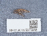  (Talitrus dorrieni - NHMUK015073968)  @11 [ ] Unspecified (default): All Rights Reserved  Unspecified Unspecified