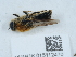  ( - NHMUK015112470)  @11 [ ] Unspecified (default): All Rights Reserved  Unspecified Unspecified