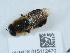  ( - NHMUK015112470)  @11 [ ] Unspecified (default): All Rights Reserved  Unspecified Unspecified
