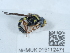  ( - NHMUK015112471)  @11 [ ] Unspecified (default): All Rights Reserved  Unspecified Unspecified