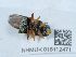  ( - NHMUK015112471)  @11 [ ] Unspecified (default): All Rights Reserved  Unspecified Unspecified