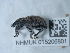  ( - NHMUK015206801)  @11 [ ] Unspecified (default): All Rights Reserved  Unspecified Unspecified