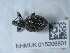  ( - NHMUK015206801)  @11 [ ] Unspecified (default): All Rights Reserved  Unspecified Unspecified