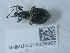  (Otiorhynchus pseudonothus - NHMUK015206802)  @11 [ ] Unspecified (default): All Rights Reserved  Unspecified Unspecified