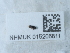  ( - NHMUK015206811)  @11 [ ] Unspecified (default): All Rights Reserved  Unspecified Unspecified