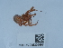  ( - NHMUK015209897)  @11 [ ] Unspecified (default): All Rights Reserved  Unspecified Unspecified