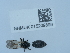  ( - NHMUK015209899)  @11 [ ] Unspecified (default): All Rights Reserved  Unspecified Unspecified