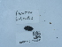  ( - NHMUK015209921)  @11 [ ] Unspecified (default): All Rights Reserved  Unspecified Unspecified