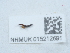  (Sunius propinquus - NHMUK015212691)  @11 [ ] Unspecified (default): All Rights Reserved  Unspecified Unspecified