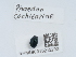  ( - NHMUK015212733)  @11 [ ] Unspecified (default): All Rights Reserved  Unspecified Unspecified