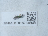  ( - NHMUK015214943)  @11 [ ] Unspecified (default): All Rights Reserved  Unspecified Unspecified