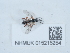  (Aclastus pilosus - NHMUK015215254)  @11 [ ] Unspecified (default): All Rights Reserved  Unspecified Unspecified