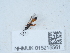  (Agasthenes varitarsus - NHMUK015215561)  @11 [ ] Unspecified (default): All Rights Reserved  Unspecified Unspecified