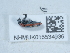  ( - NHMUK015534936)  @11 [ ] Unspecified (default): All Rights Reserved  Unspecified Unspecified
