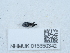  ( - NHMUK015550342)  @11 [ ] Unspecified (default): All Rights Reserved  Unspecified Unspecified