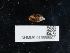  ( - NHMUK015556902)  @11 [ ] Unspecified (default): All Rights Reserved  Unspecified Unspecified
