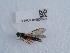  ( - NHMUK015556922)  @11 [ ] Unspecified (default): All Rights Reserved  Unspecified Unspecified