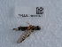  ( - NHMUK015556922)  @11 [ ] Unspecified (default): All Rights Reserved  Unspecified Unspecified