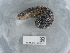  (Hirudo medicinalis - NHMUK015557605)  @11 [ ] Unspecified (default): All Rights Reserved  Unspecified Unspecified